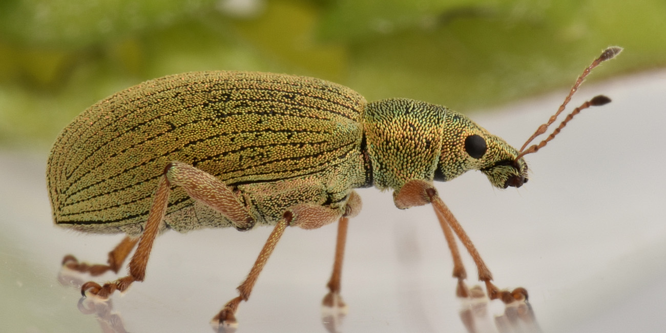 Curculionidae: Polydrusus  formosus?  No, Polydrusus frater
